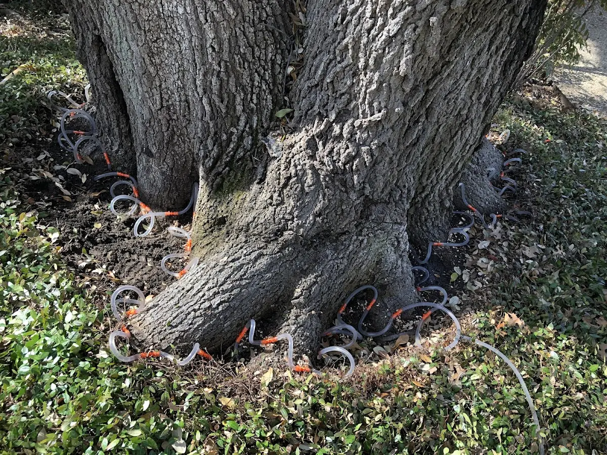 Detailed Tree Cabling and Bracing job site in Federalsburg